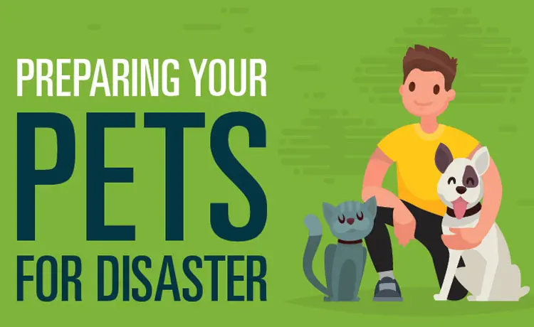Pet Prep: Disaster Planning for Your Animals